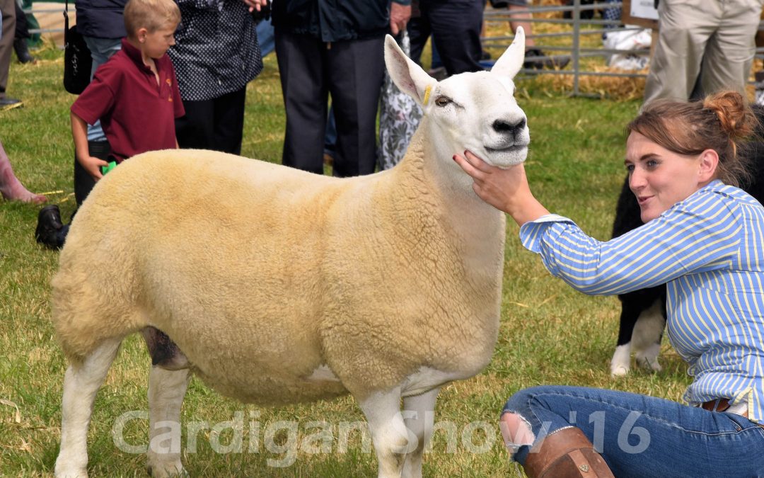 Sheep