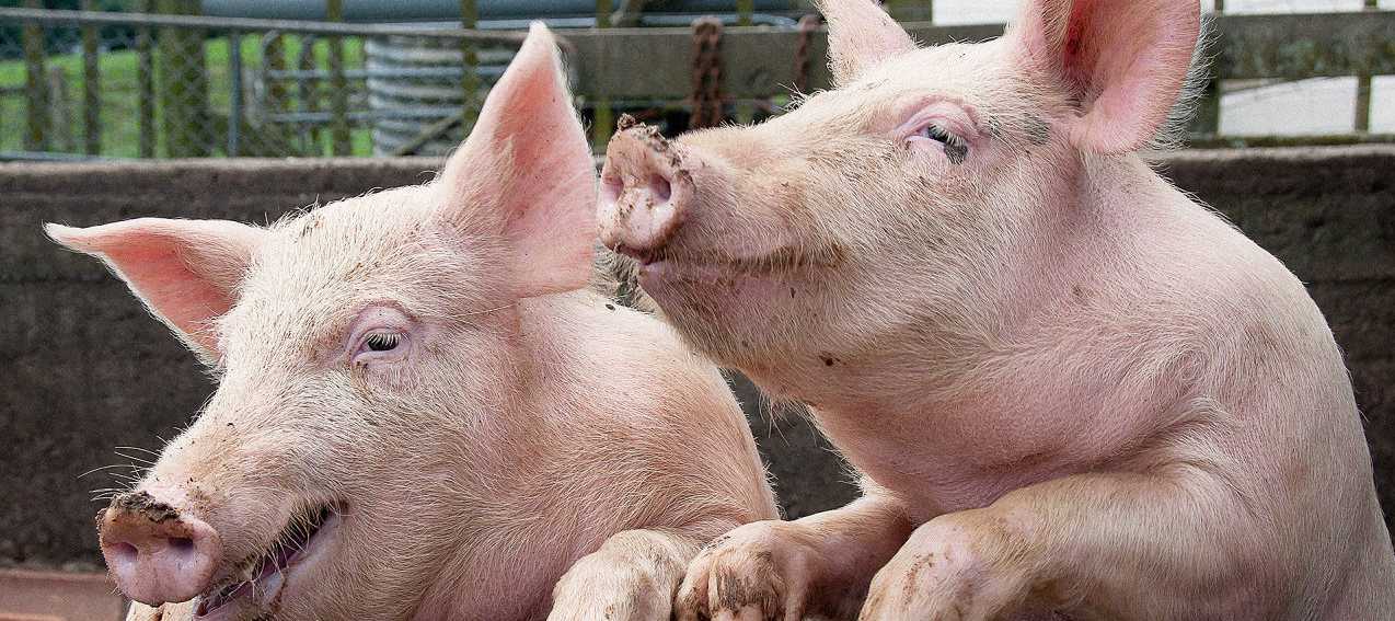 Pigs