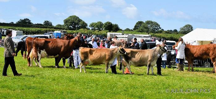 Cattle