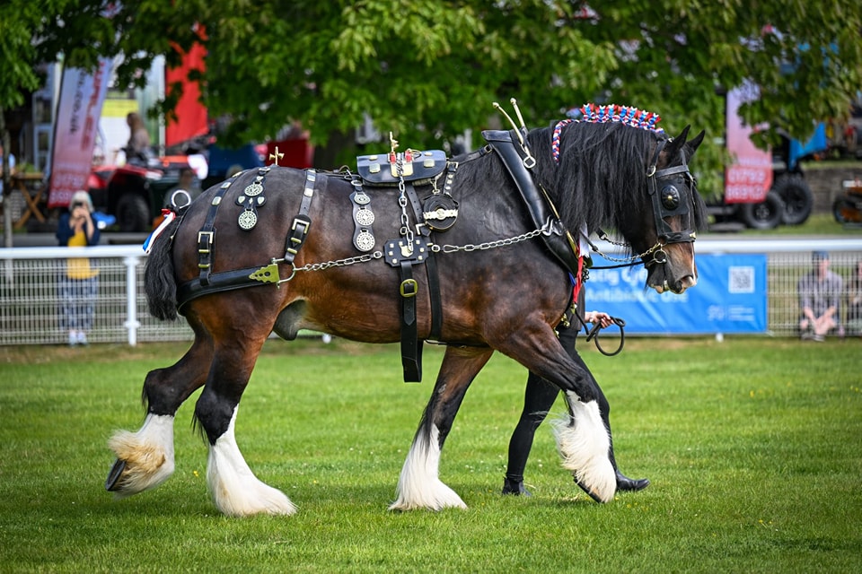 Shire Pic